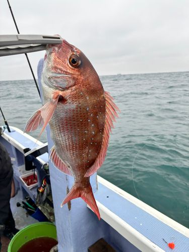 マダイの釣果