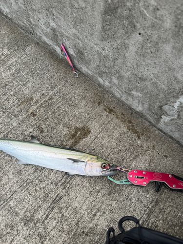 サゴシの釣果