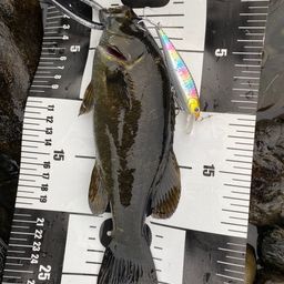 スモールマウスバス