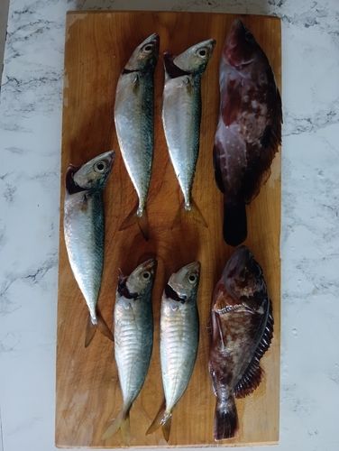 サバの釣果