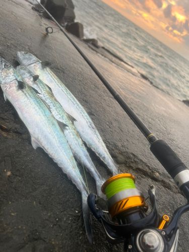 サゴシの釣果
