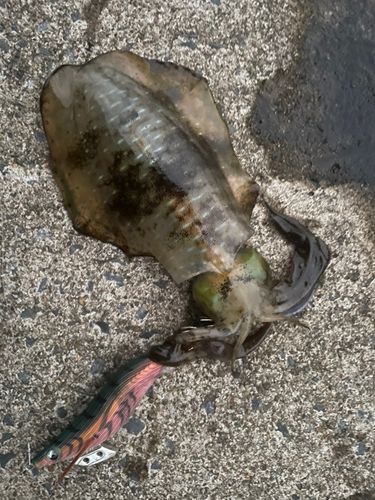 アオリイカの釣果