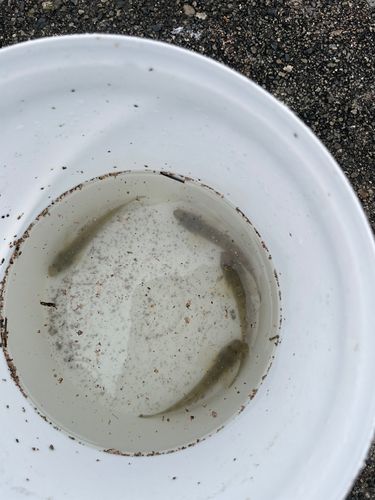 ハゼの釣果