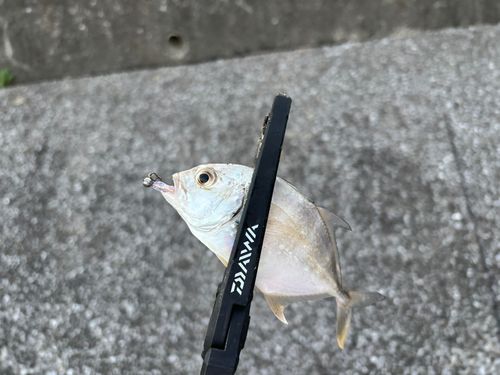 メッキの釣果