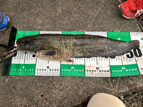 ナマズの釣果