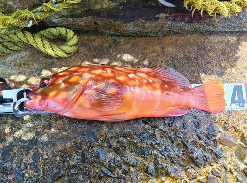 アカハタの釣果