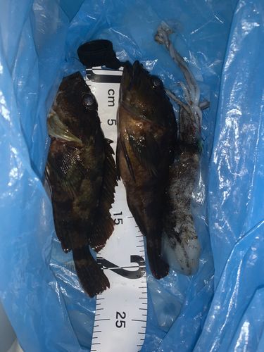 カサゴの釣果