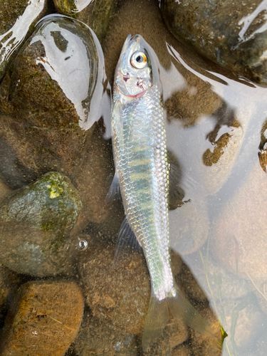 オイカワの釣果