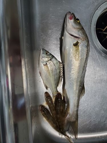 セイゴ（マルスズキ）の釣果