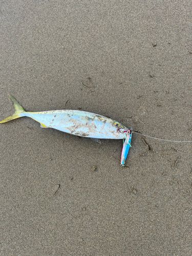 フクラギの釣果