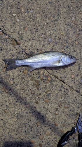 セイゴ（マルスズキ）の釣果