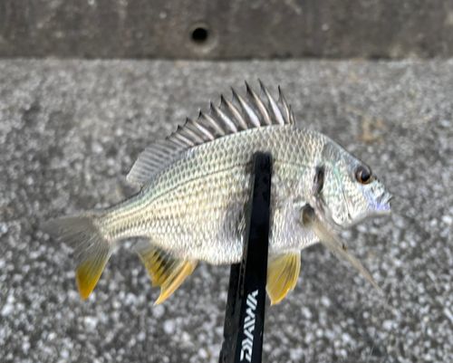 キビレの釣果
