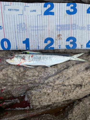 シイラの釣果