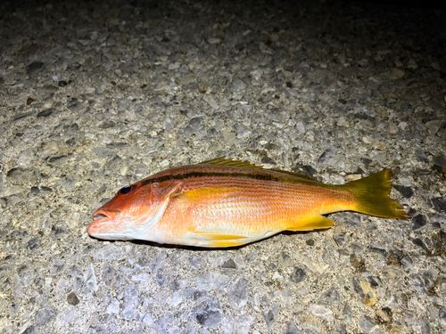 牛深漁港