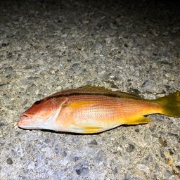 ヨコスジフエダイ