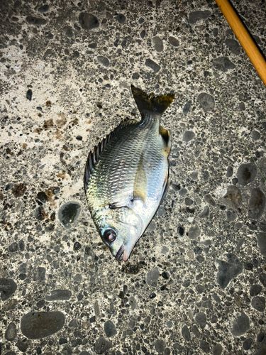 キビレの釣果