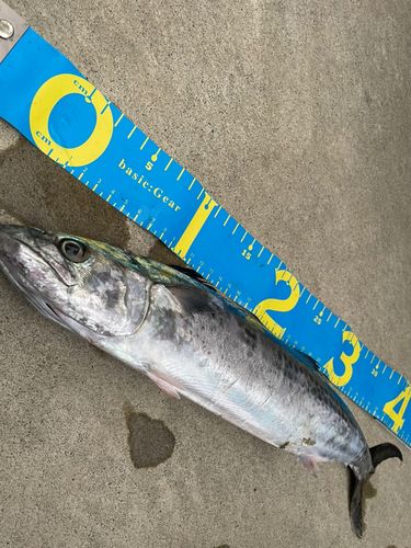 サゴシの釣果
