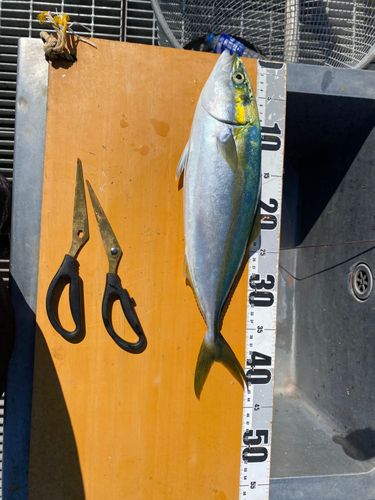 ヤズの釣果