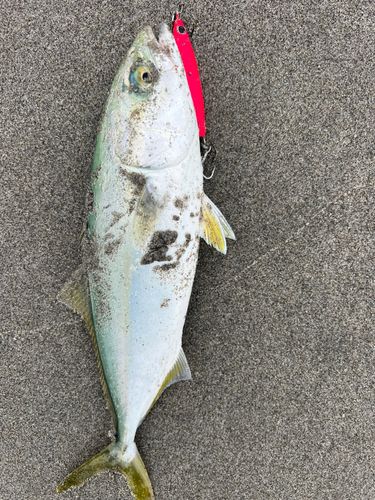 ワカシの釣果