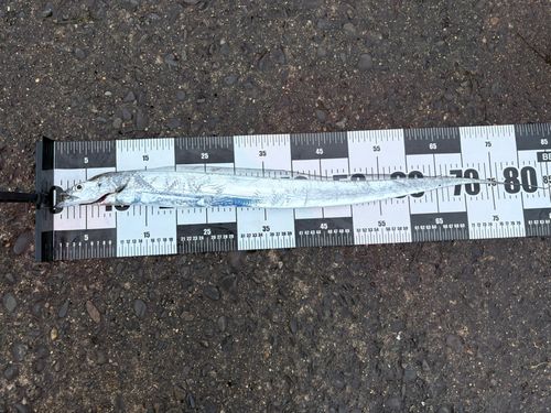 タチウオの釣果
