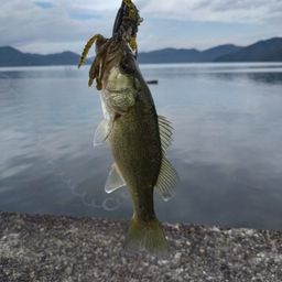 ブラックバス