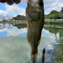 ラージマウスバス