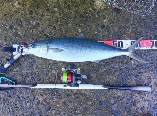 ツムブリの釣果