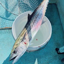 サワラ