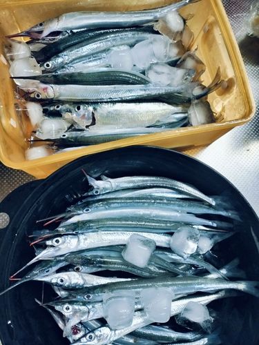 サヨリの釣果