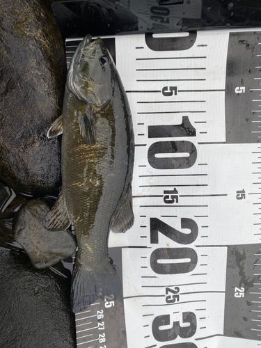 スモールマウスバスの釣果