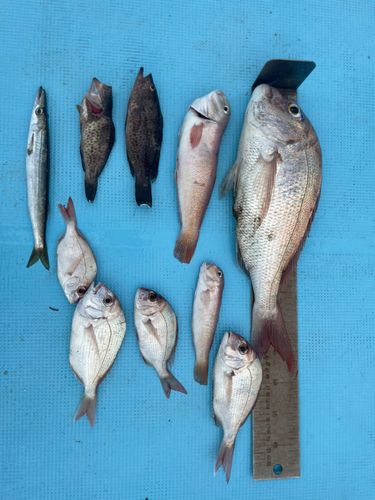 釣果