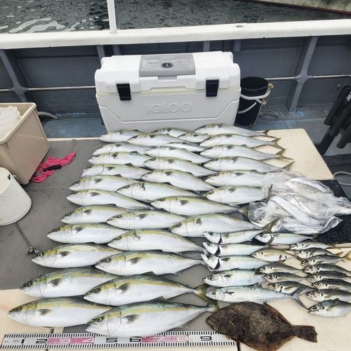 ハマチの釣果