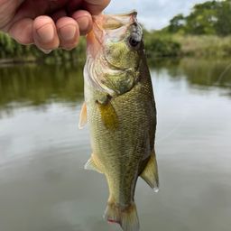 ラージマウスバス