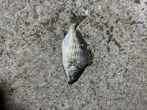 チヌの釣果