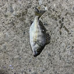 チヌ