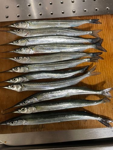 サヨリの釣果