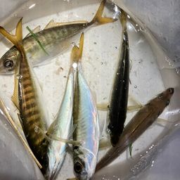 アジ