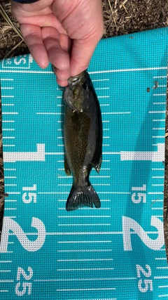スモールマウスバスの釣果