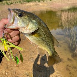 ラージマウスバス