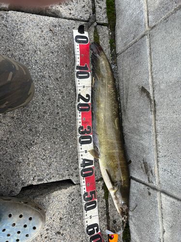 マナマズの釣果