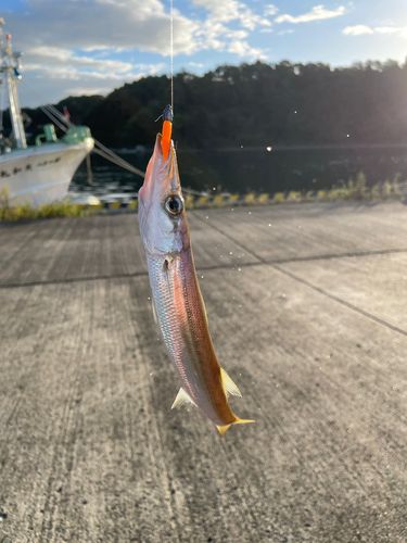 カマスの釣果