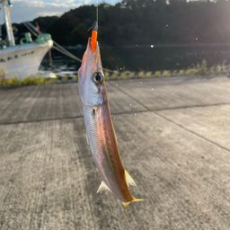 カマス