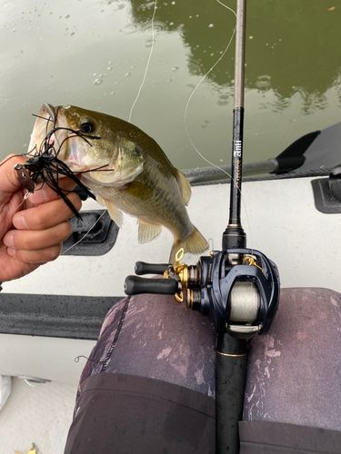 ラージマウスバスの釣果