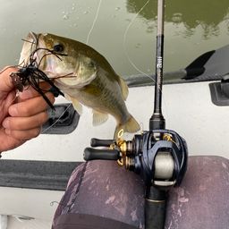 ラージマウスバス