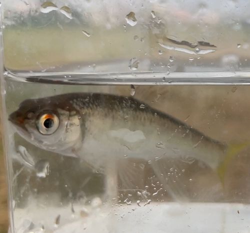 オイカワの釣果