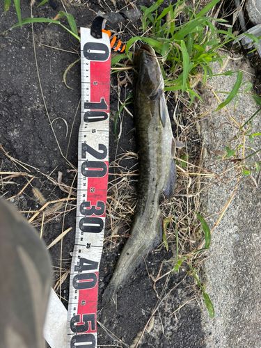マナマズの釣果