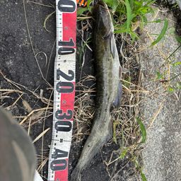 マナマズ