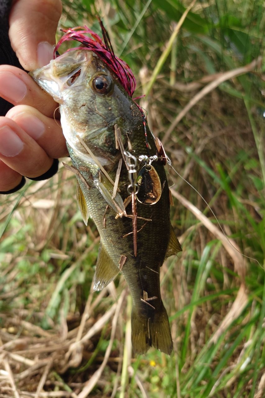 Megabass レヴァンテ JP F2-64LV 2Pの最安値・インプレ・釣果