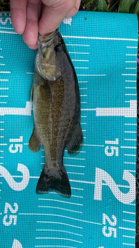 スモールマウスバスの釣果