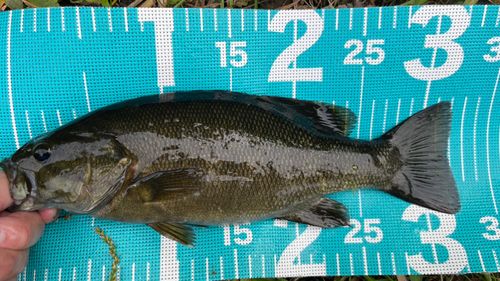 スモールマウスバスの釣果